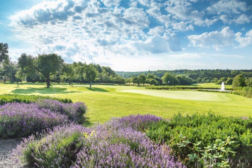 Golfclub Schönbuch_Lavendel_web