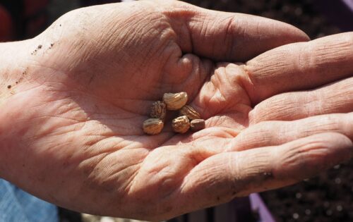 Seeds