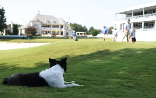Hunde am Golfplatz 1