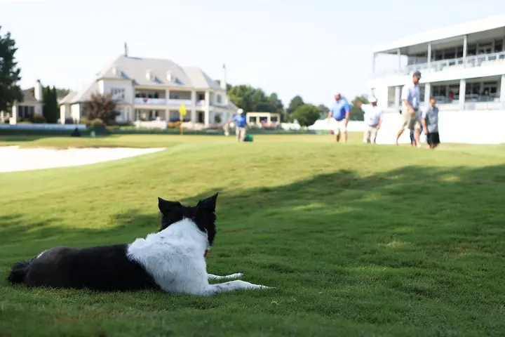 Hunde am Golfplatz