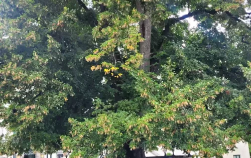 Pichlarn Linde 600 Jahre